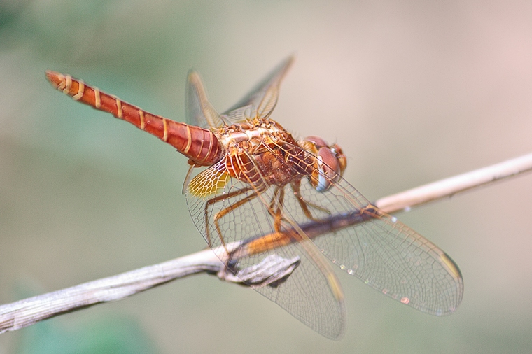 C. erythraea
